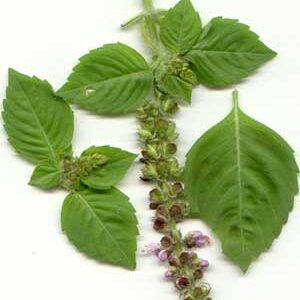 กลิ่นกะเพรา Holy Basil Flavour Oil