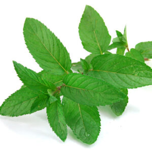 กลิ่นมิ้น Mint Flavour