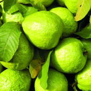 กลิ่นฝรั่ง Guava Flavour