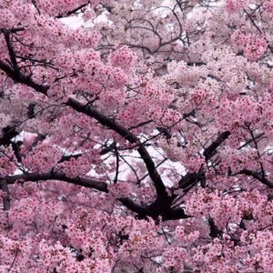 กลิ่นซากุระ Sakura Flavour